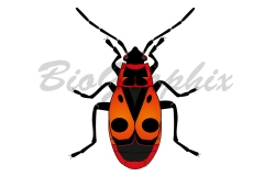 05_Animals_Pyrrhocoris
