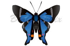 00_Animals_Butterfly