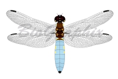 01_Animals_Dragonfly