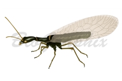 02_Animals_Snakefly