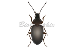 1_04_Animals_Pogonus