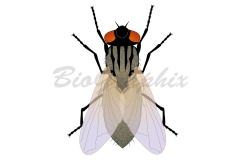 09_Animals_Housefly