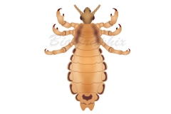 11_Animals_SuckingLouse