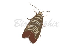 12_Animals_Codling_Moth