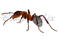 13_Animals_Ant