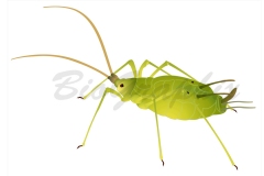 14_Animals_Aphid