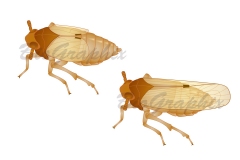 16_Animals_Nilaparvata