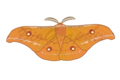 19_Animals_Antheraea_pernyi_Adult