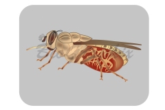 33_Animals_Glossina