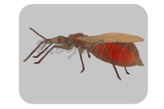 34_Animals_Triatoma