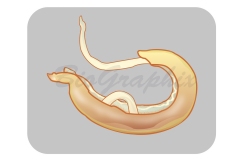 36_Animals_Schistosoma