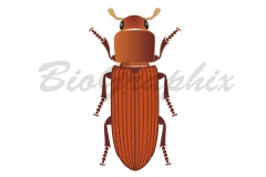 21_Animals_Tribolium-castaneum