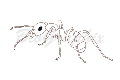 22_Animals_Ant_BW