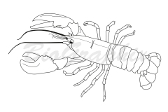 24_Animals_Lobster_BW