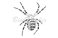 25_Animals_Spider_BW