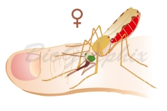 28_Animals_Anopheles_BloodSucking