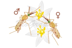29_Animals_Anopheles_Flowers