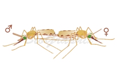 30_Animals_Anopheles_Mating