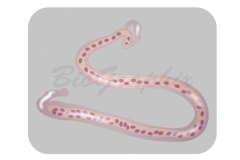 35_Animals_Brugia