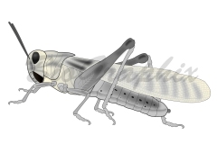 37_Animals Locusta migratoria