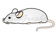 38_Animals Mouse