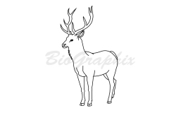 42_Animals Deer