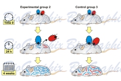 Experimental-design-tick-saliva-2_1000_1500_72dpi
