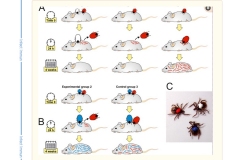 Experimental-design-tick-saliva-3_1000_1500_72dpi