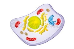 00_Cells and Tissues Eukaryotic Cell