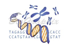 03_Cells amp Tissues DNA