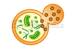 04_Cells amp Tissues Autophagy