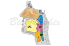 05_Cells and Tissues Cavities