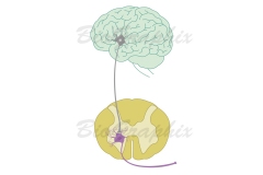 06_Cells and Tissues - Brain and Spinal Cord