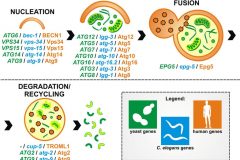 Autophagy_Review_Fig1_72dpi-1024x774