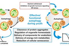 Autophagy_Review_Fig2_72dpi-1024x547