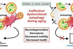 Autophagy_Review_Fig3_72dpi-1024x468