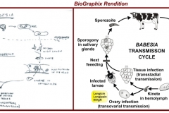 Babesia-BeforeAfter72