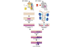 Immunological-Network-HeadNeck-Cancer-01_1000_1500_72dpi
