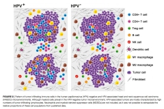 Immunological-Network-HeadNeck-Cancer-02_1000_1500_72dpi