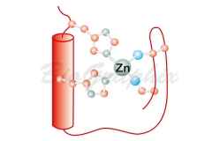 00_Molecules Zn-finger