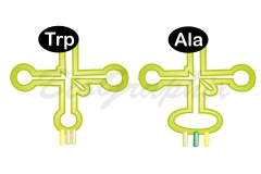 01 Molecules tRNA