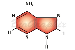 02 Molecules Adenine