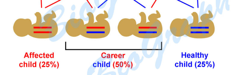 Inheritance of autosomal recessive diseases – BioGraphix