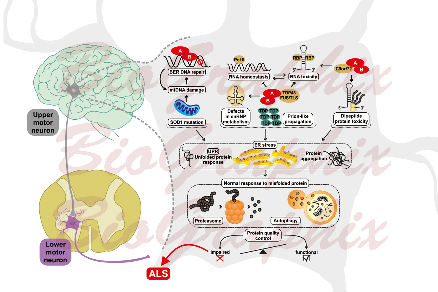 Model of the Amyotrophic Lateral Sclerosis (ALS) – BioGraphix